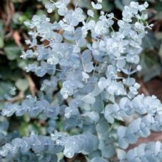 5056771001024 1 Eucalyptus gunnii Azura 3L.jpg